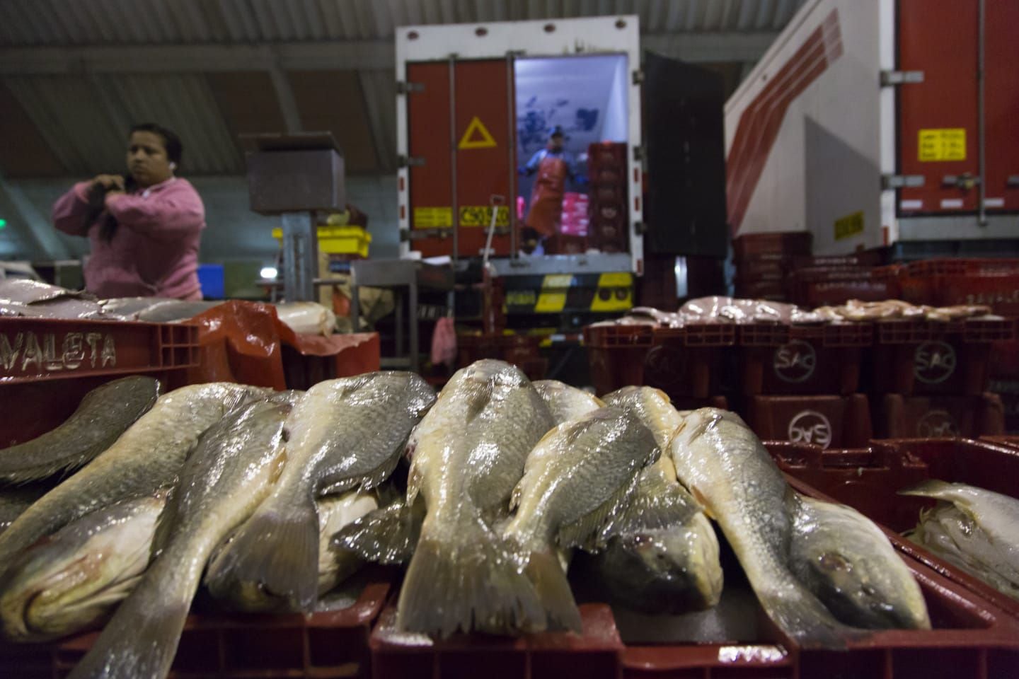 El pescado perico es conocido por su carne sabrosa y su popularidad en la pesca peruana. Hoy destaca en el mercado internacional gracias al avance en la industria con prácticas sostenibles