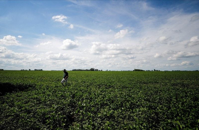 Para la agricultura digital no hay una revisión bibliográfica y solo existe una recopilación de experiencias y anécdotas (REUTERS/Agustin Marcarian/)