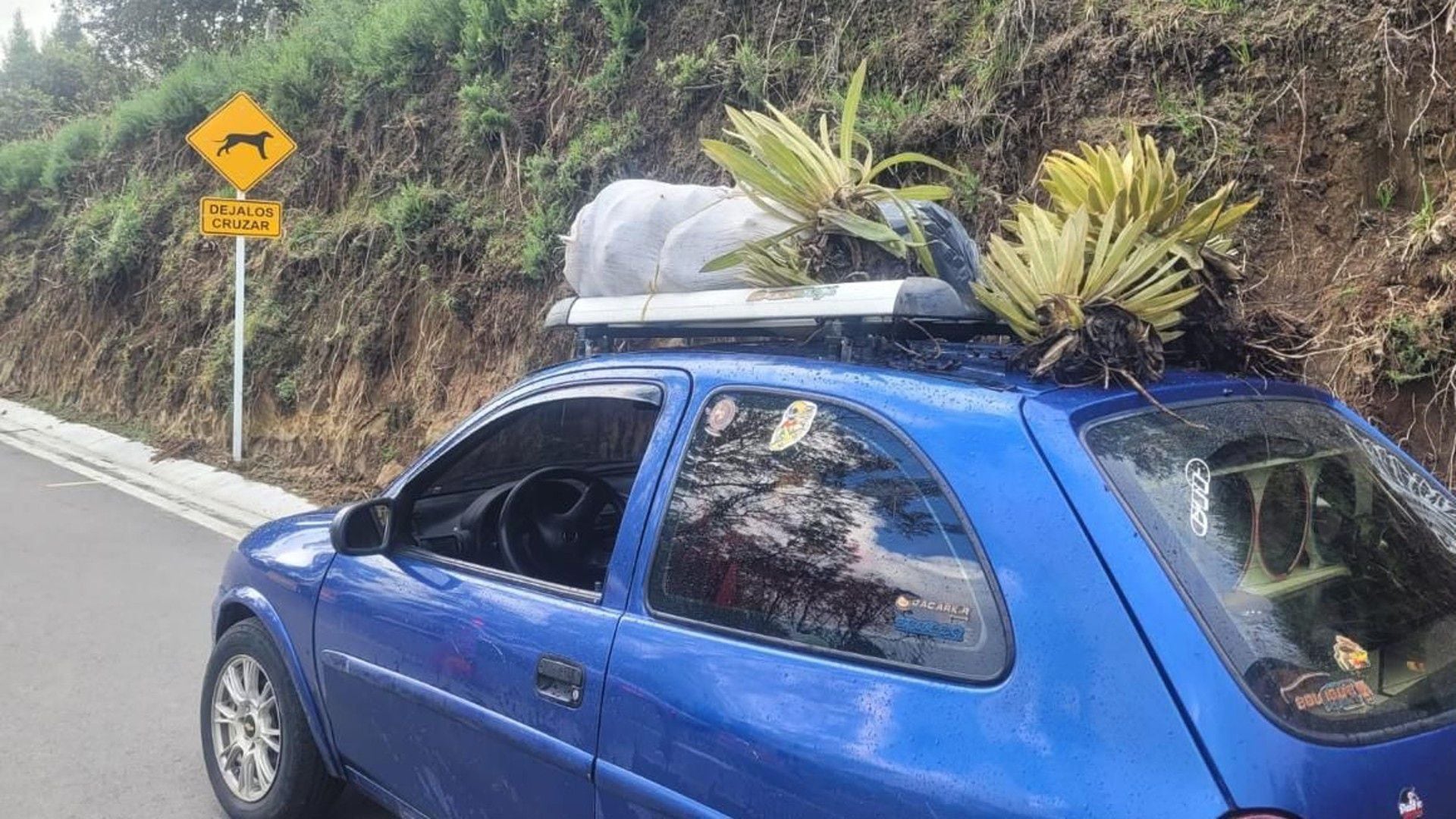 En una operación destacada, autoridades detuvieron a un sujeto mientras transportaba especies protegidas - crédito Cortolima