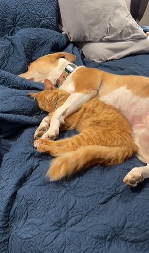 Desde que llegó, Ginger ha acogido a más de 50 gatos. (Instagram/Shick403)

Perros, pitbulls, razas de perros, animales, mascotas, adopción, gatos, felinos, noticias de animales, noticias de mascotas
