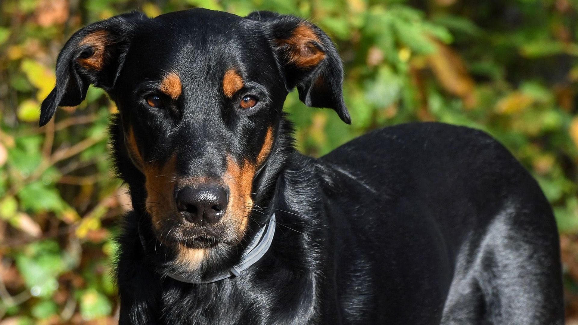 Este perro se caracteriza por su gran tamaño, musculatura y su inteligencia. Es un animal sociable que necesita de compañía humana y no le gusta que lo dejen solo por mucho tiempo