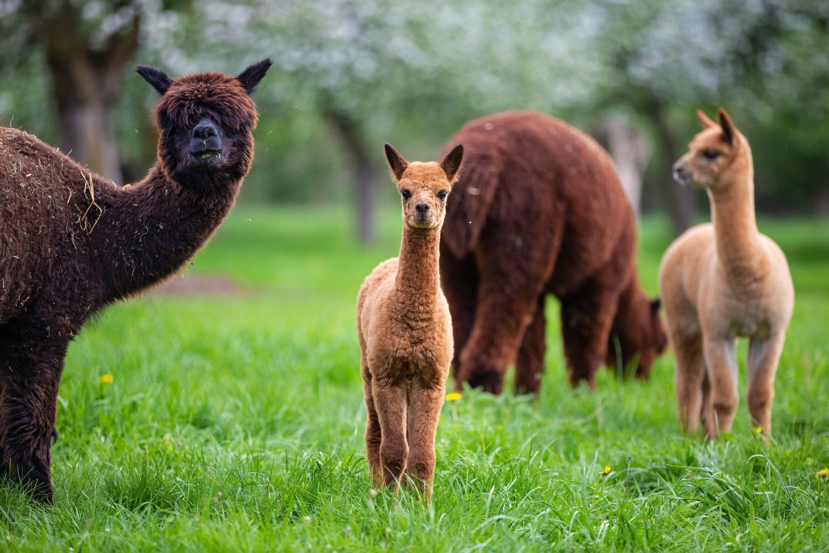 Las alpacas estaban en una granja según informaron