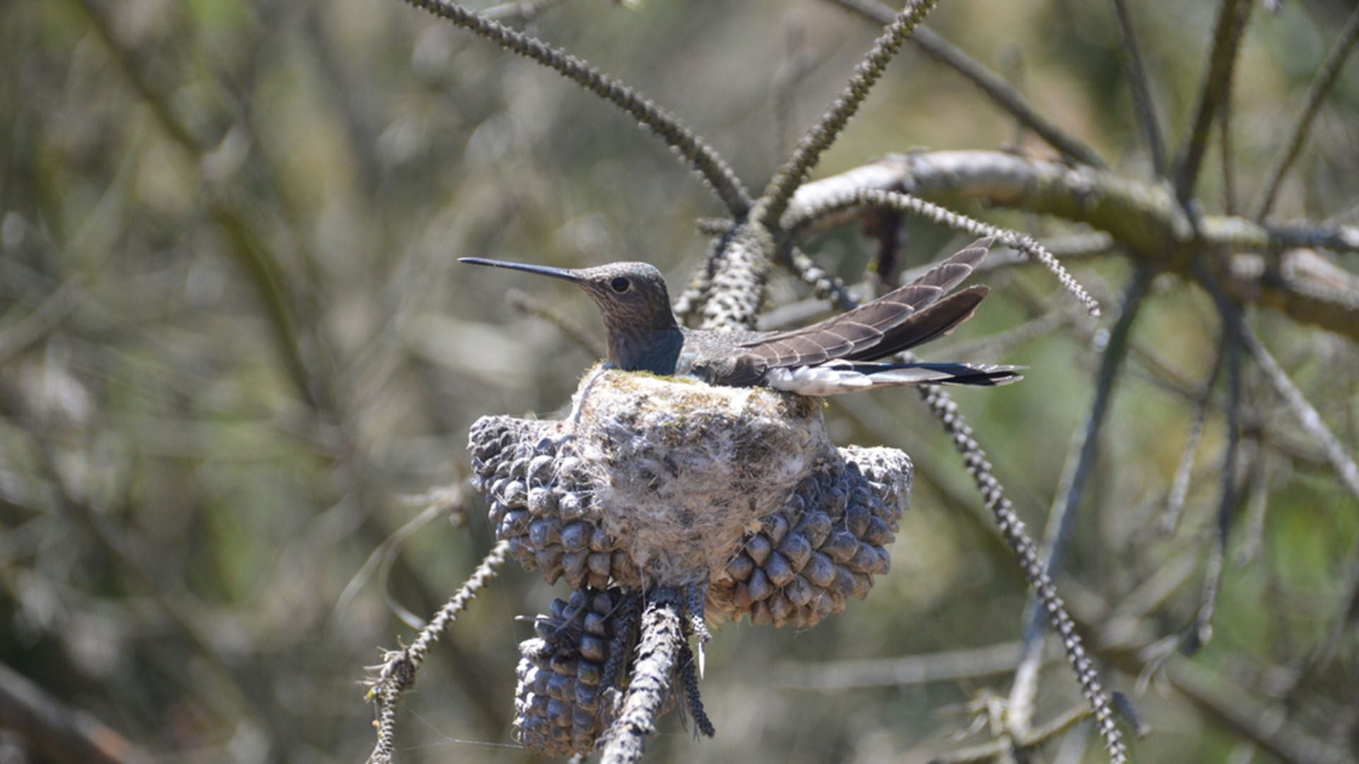 colibrí Gigante