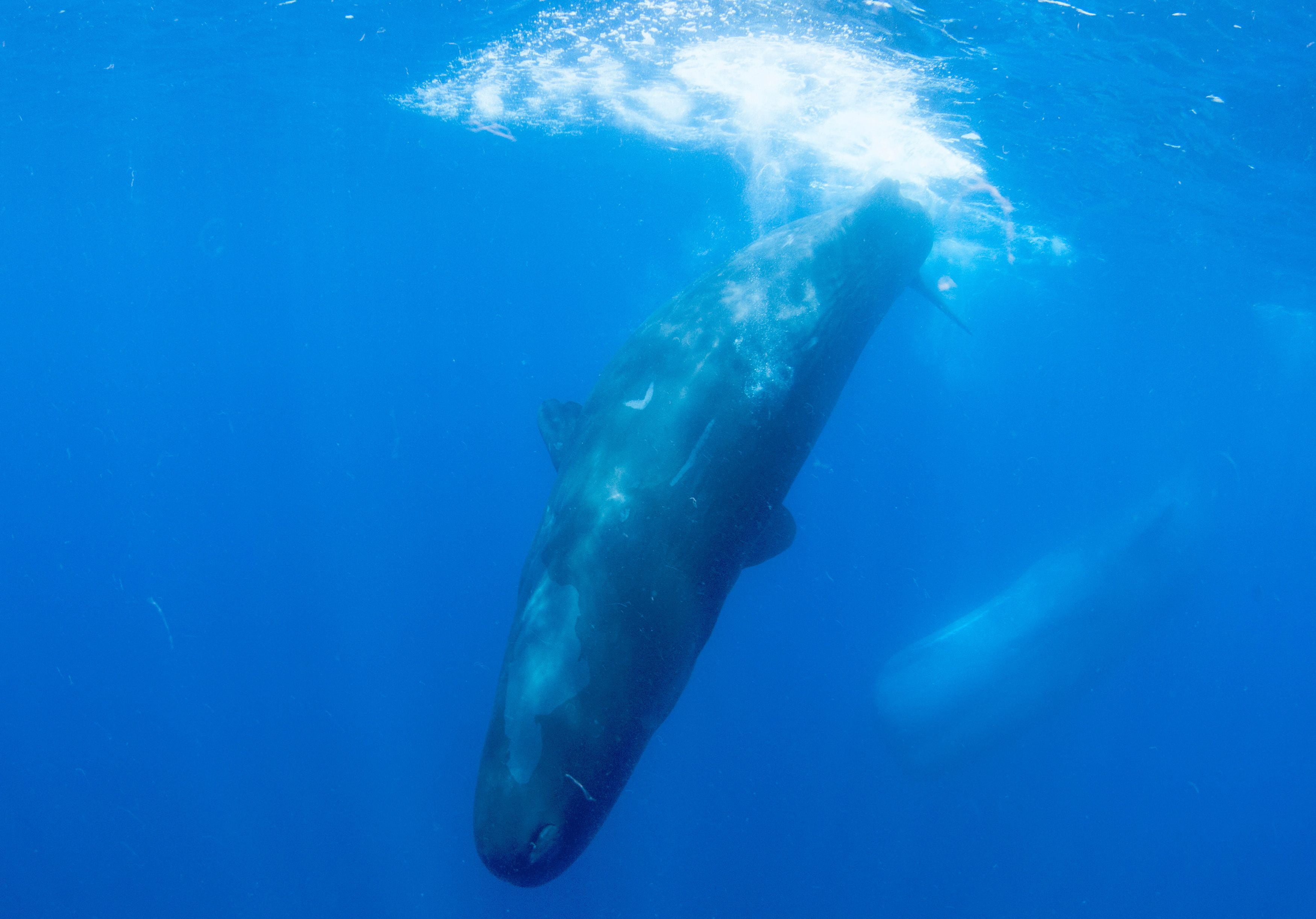 Shane Gero y su equipo han seguido a un clan de 400 cachalotes desde 2005, utilizando micrófonos submarinos para grabar sus sonidos (REUTERS/Joshua Barton)