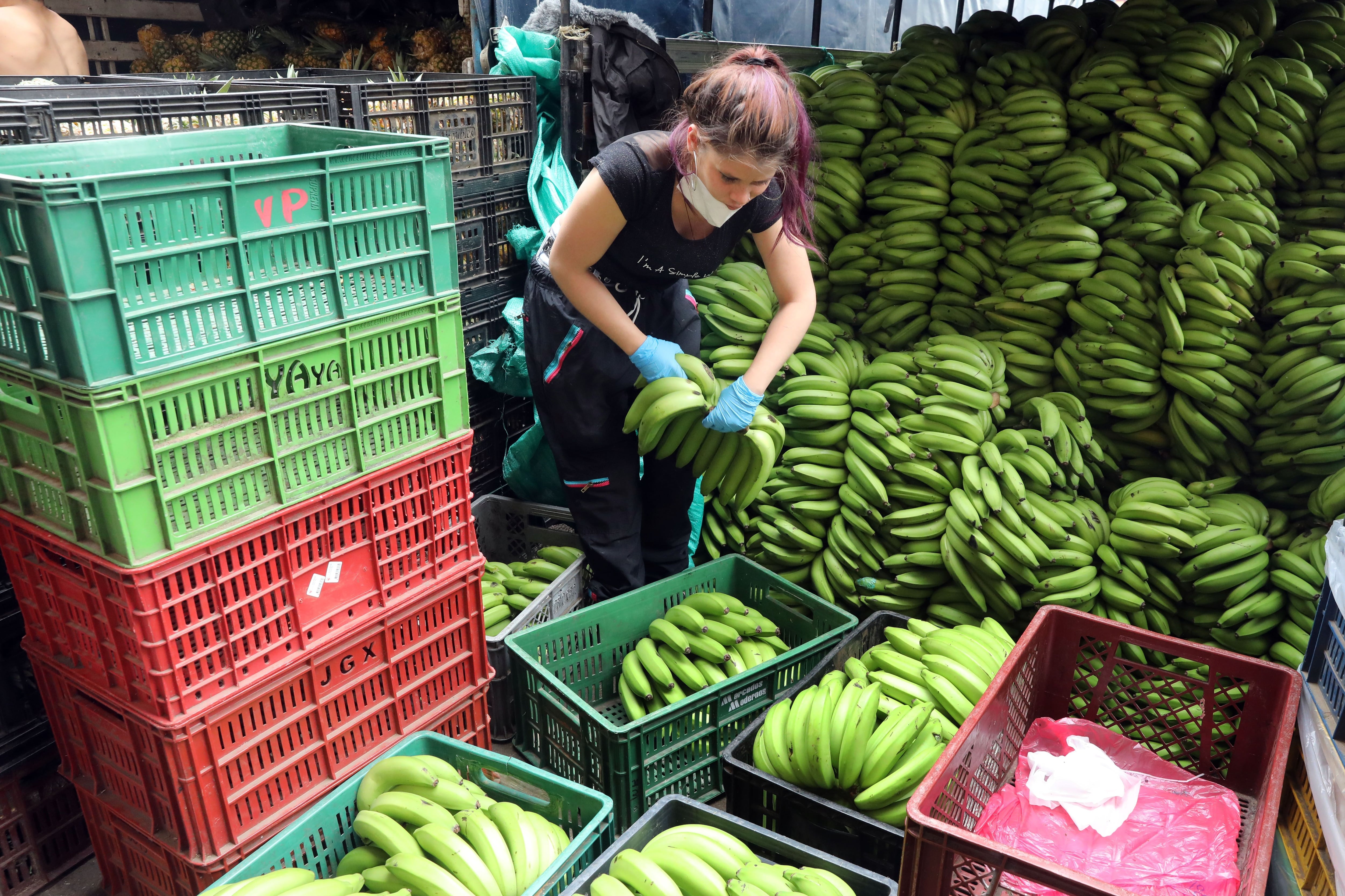 Algunos investigadores de la asociación que promueve la biotecnología en Colombia, Agro-bio, adelanta labores para impulsar el cultivo de bananos manipulados genéticamente en el país, que proceden de la compañía británica Tropic Biosciencies - crédito EFE 
