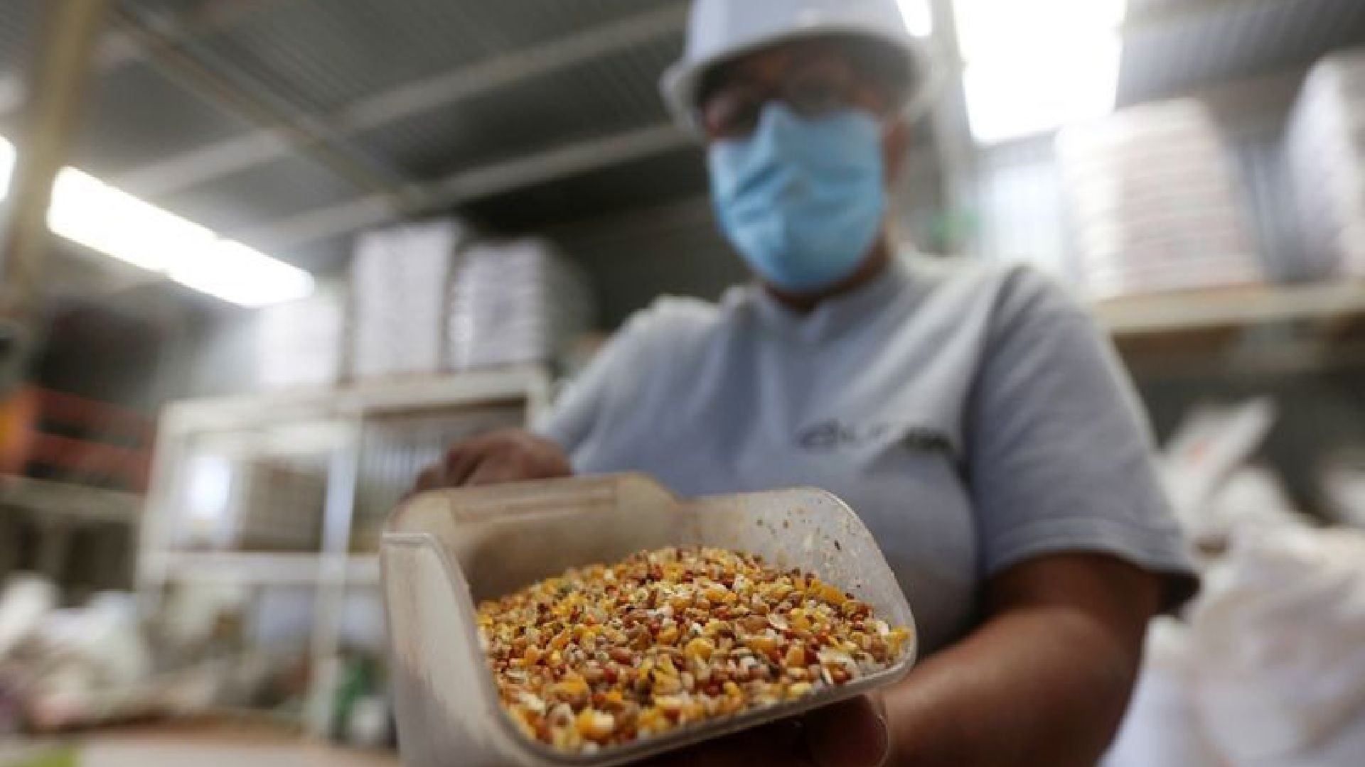 Un trabajador muestra granos de maíz en la fábrica de alimentos para animales ALIPEC, en las afueras de Guadalajara. REUTERS/Fernando Carranza