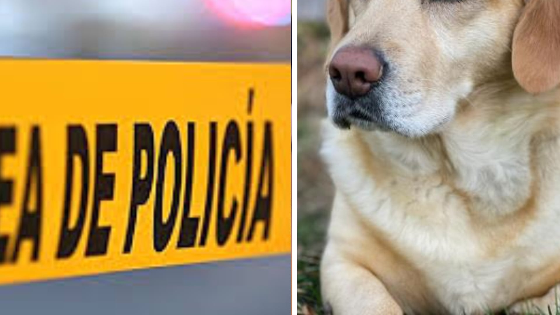 Captan a perro con un cráneo humano