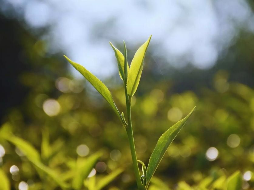 El INTA Cerro Azul, Misiones, obtuvo, a lo largo de 65 años de trabajo y gracias al programa de mejoramiento genético de té del INTA, 24 cultivares de alto rendimiento inscriptos en el INASE