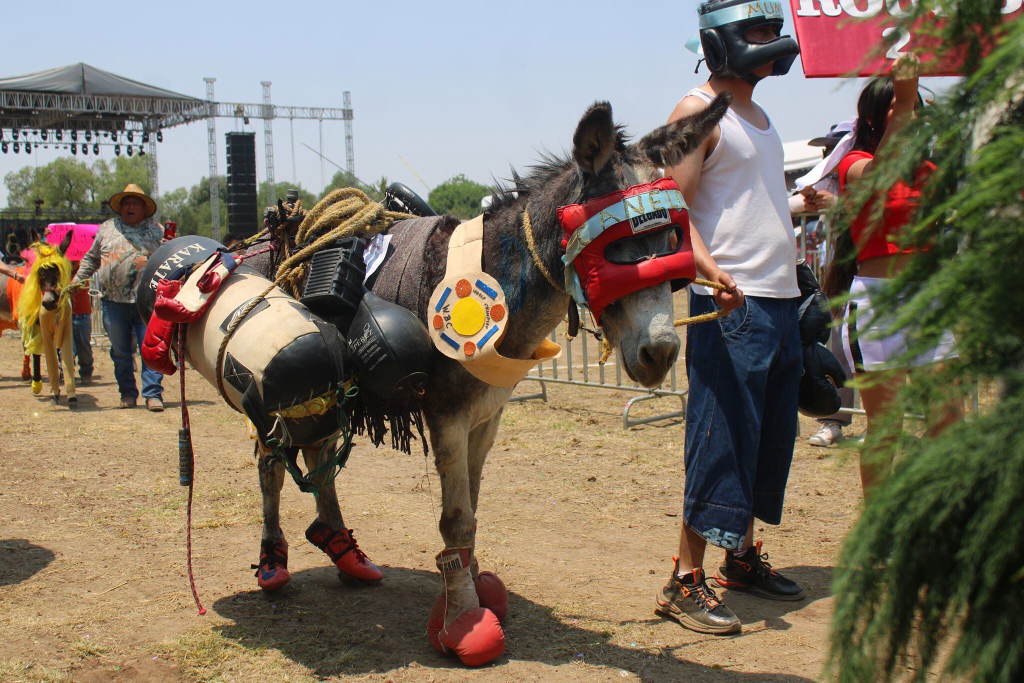 Un dueño vistió a su burro de Saúl "el canelo" Álvarez. (Facebook/Feria Nacional del Burro Otumba 2024).

Burros, equinos, feria nacional del burro 2024, Otumba, México, disfraces, polo, animales, mascotas