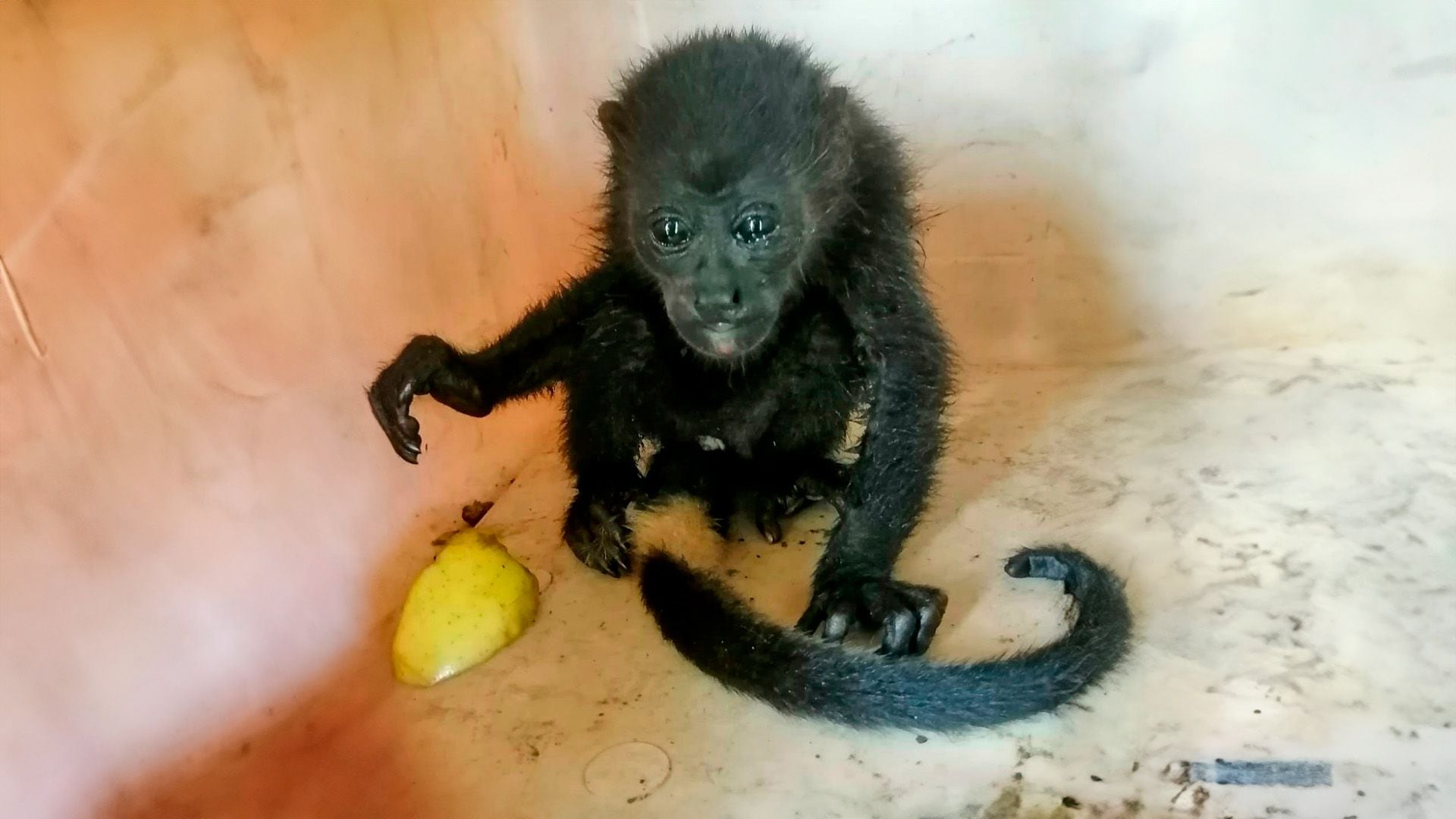 monos saraguatos, monos aulladores, chiapas, tabasco, méxico