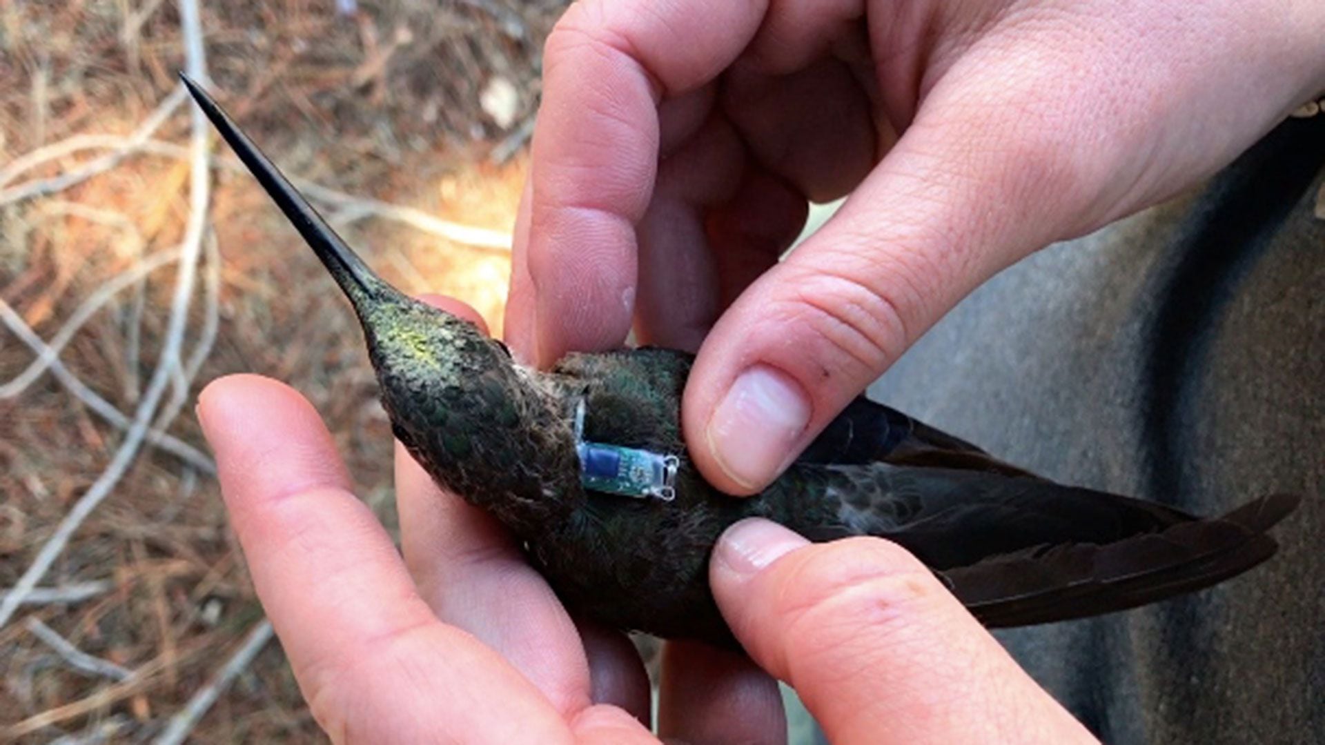 colibrí gigante