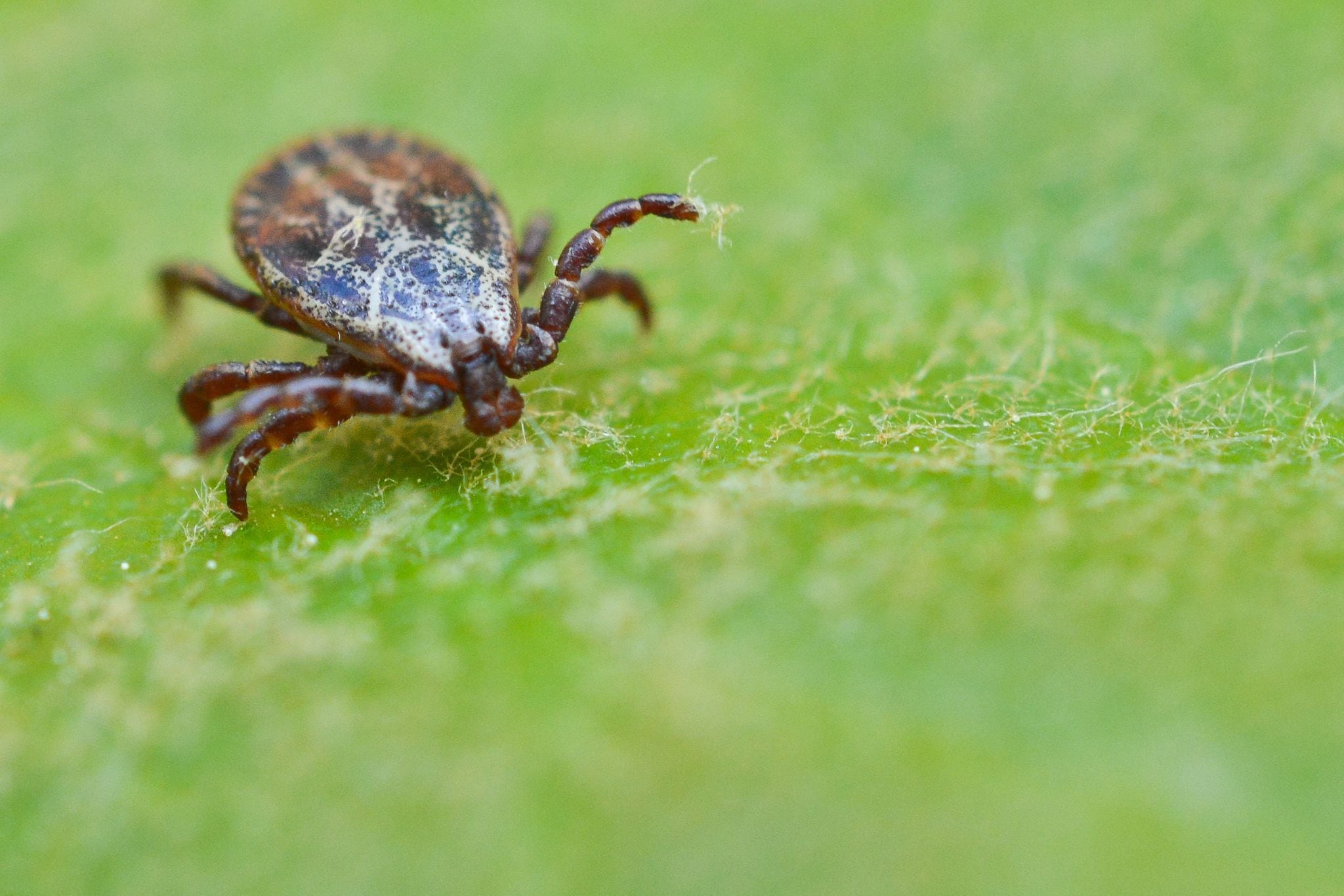 Las hembras de garrapatas se engordan para poner huevos y perpetuar su ciclo de vida (Foto: Patrick Pleul/dpa)