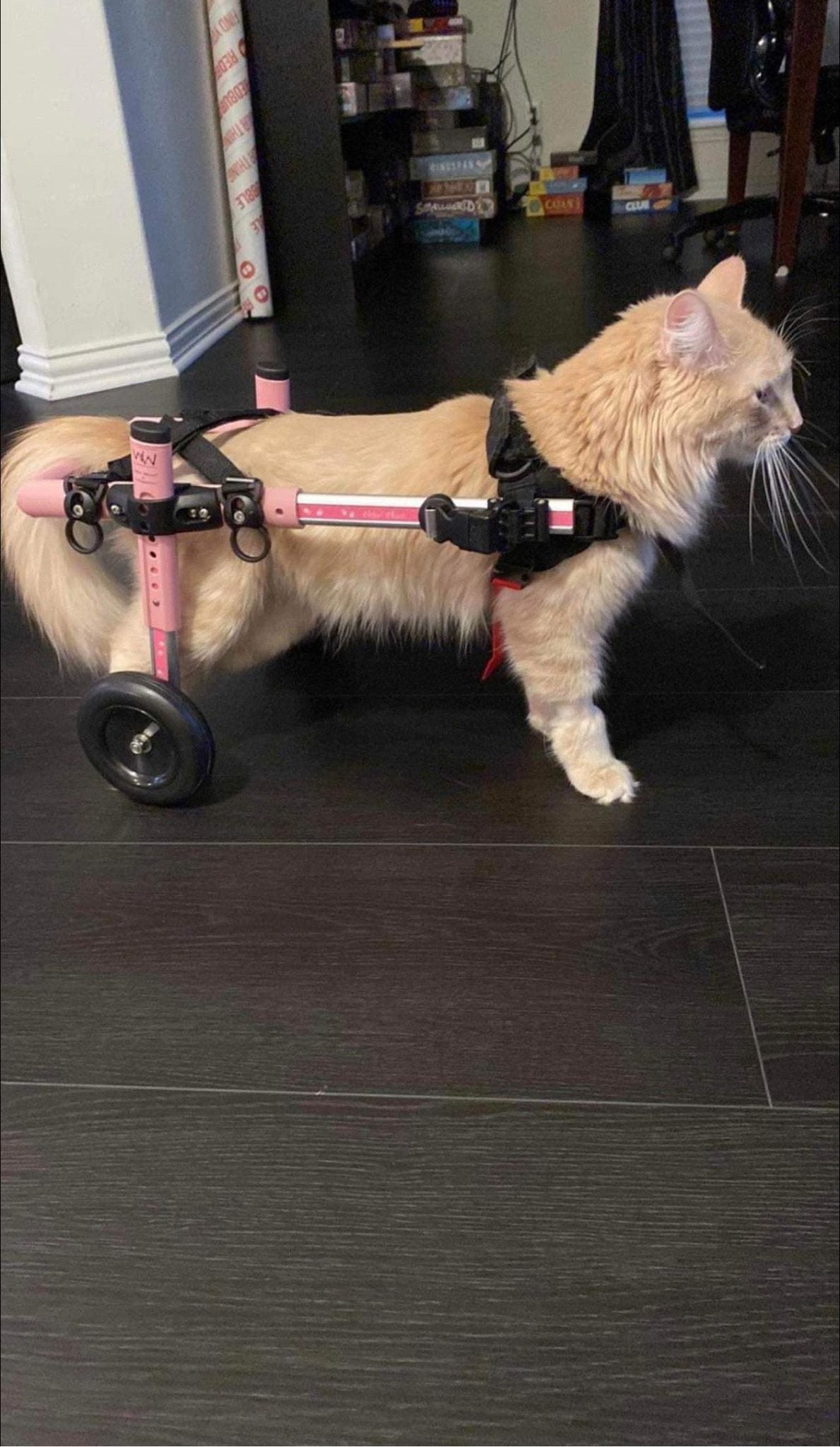 Su terapéuta la colocó en una silla de ruedas para mejorar su movilidad. (Facebook/Wonky Whiskers Rescue)

Shrimp, gatos, felinos, parálisis, herida, lesión, mascotas, animales