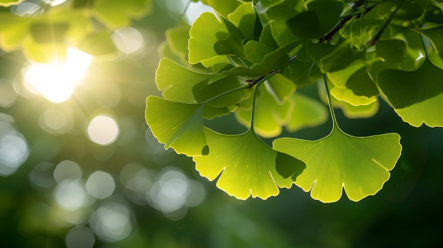 Cápsulas y plantas de suplemento y extracto natural de Ginkgo biloba para mejorar la salud cognitiva - (Imagen Ilustrativa Infobae)