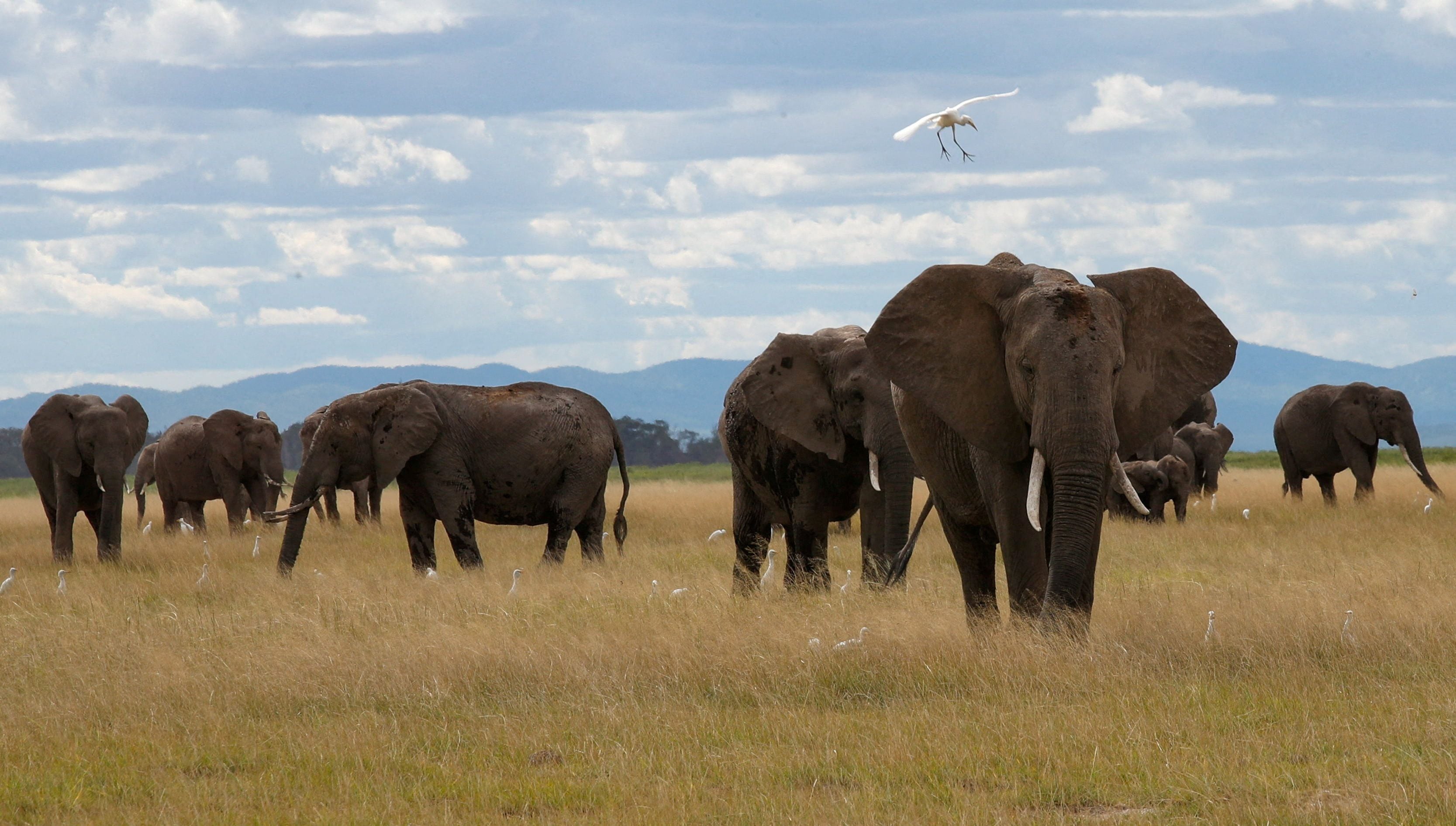 Este hallazgo podría ser un sólido argumento que sustente los esfuerzos de conservación de la especie (REUTERS/Monicah Mwangi/File Photo)