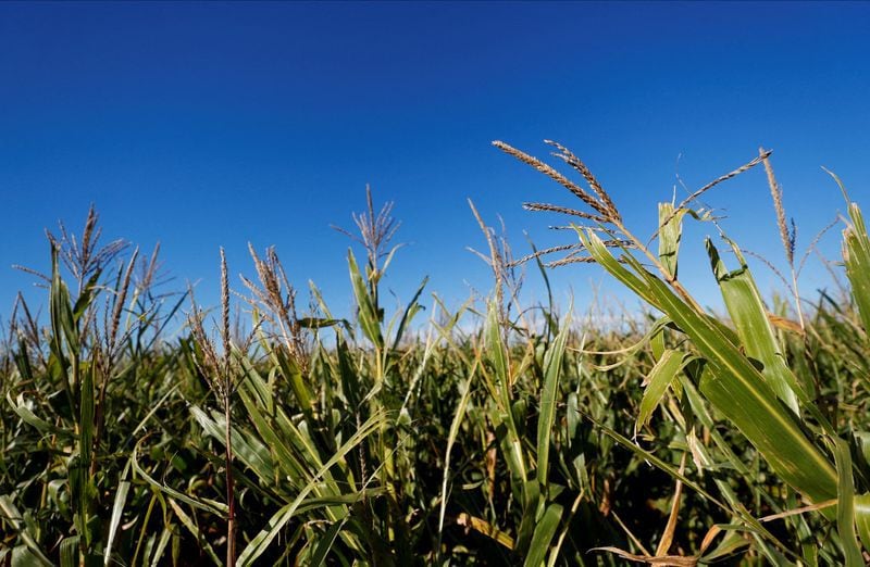 Plantas de maíz son retratadas en un campo cerca de Zárate, en las afueras de Buenos Aires, el 23 de abril de 2022. Foto de archivo. REUTERS/Agustin Marcarian