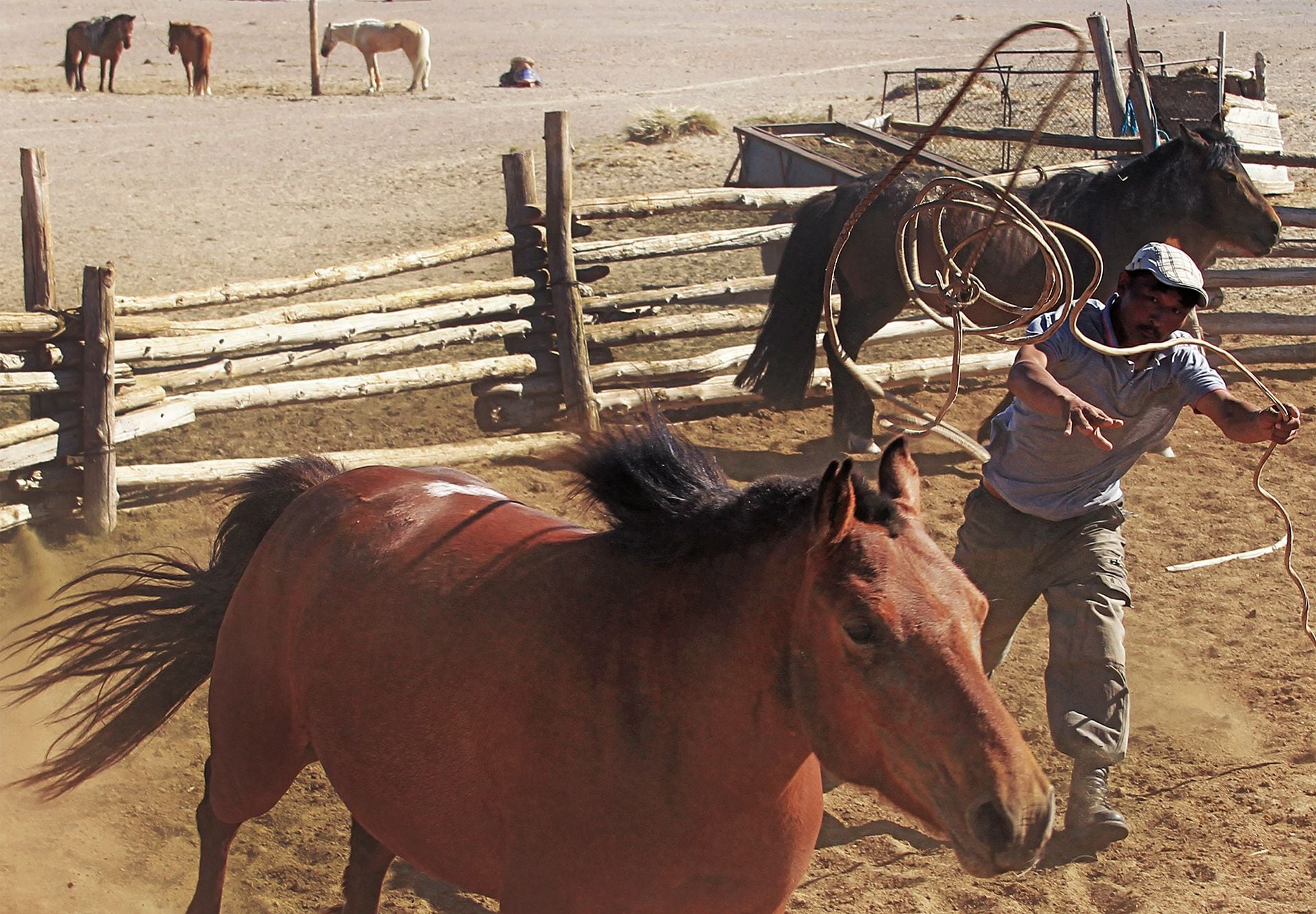 El caballo moderno tiene un linaje de 4.200 años