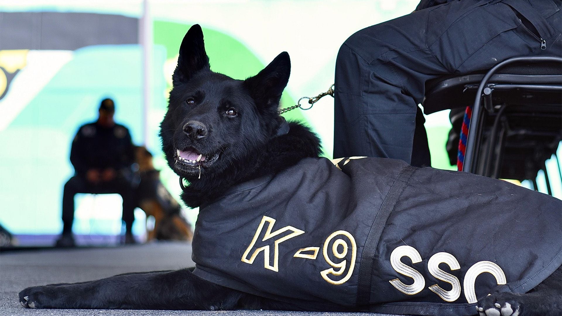 Adis sirvió durante 7 años dentro de los centros penitenciarios de la capital mexicana. (X/Marcela Figueroa)

Adis, perro, SSC, perros, CDMX, Ciudad de México, animales, mascotas, perros de servicio, cárceles, sistema penitenciario