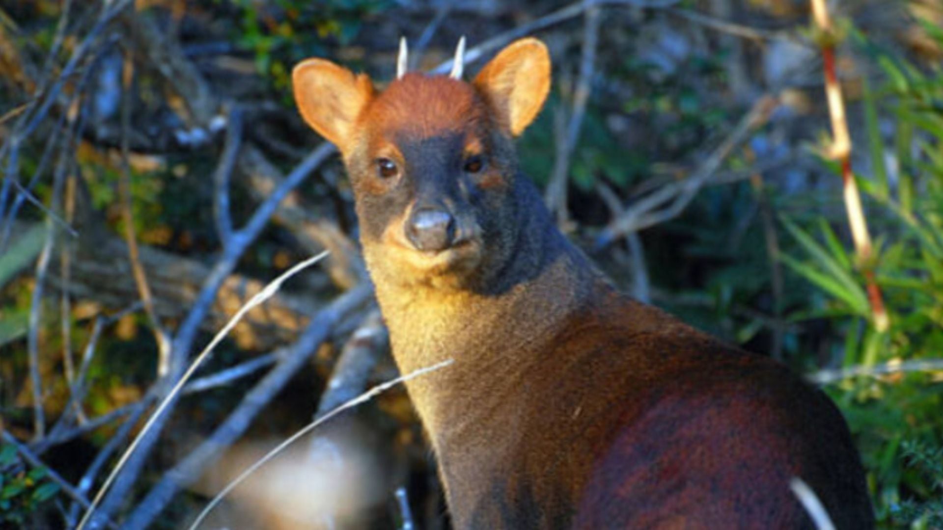 Una nueva especie de pudú fue hallado en cerca a las quebradas sur de Huamcabamba. (Foto: Journal of Mammalogy)