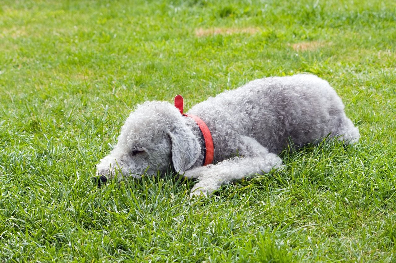 Razas de perros: características y necesidades del Bedlington Terrier (Pixabay)