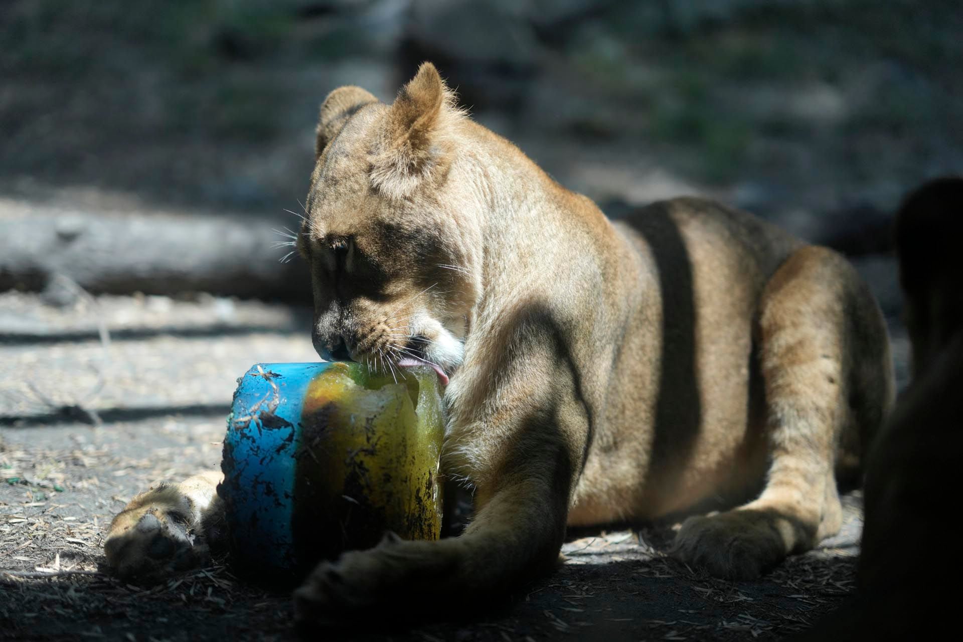 Animales Chapultepec