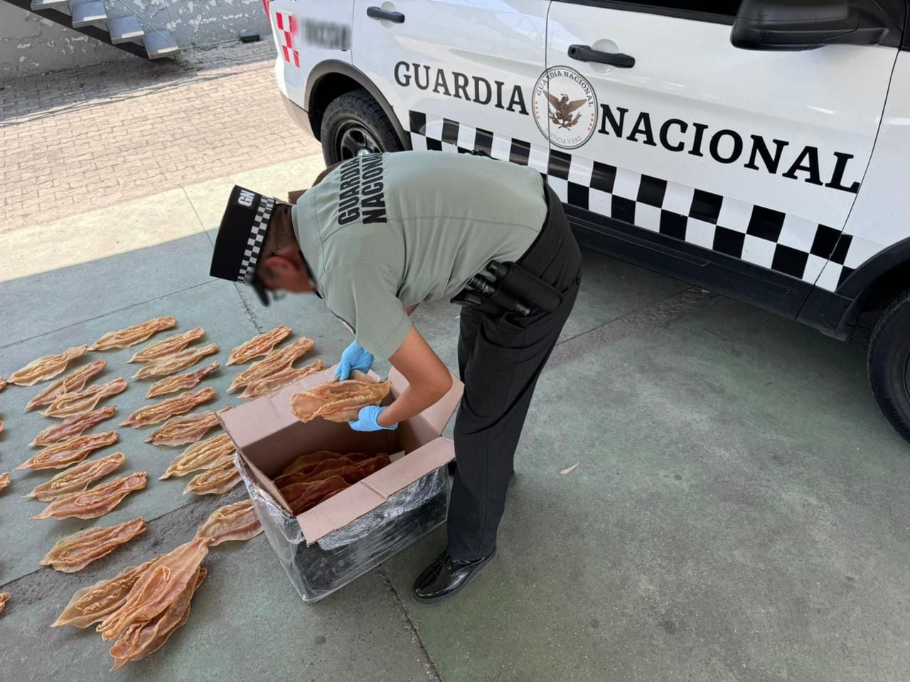 Totoaba GUardia Nacional Jalisco