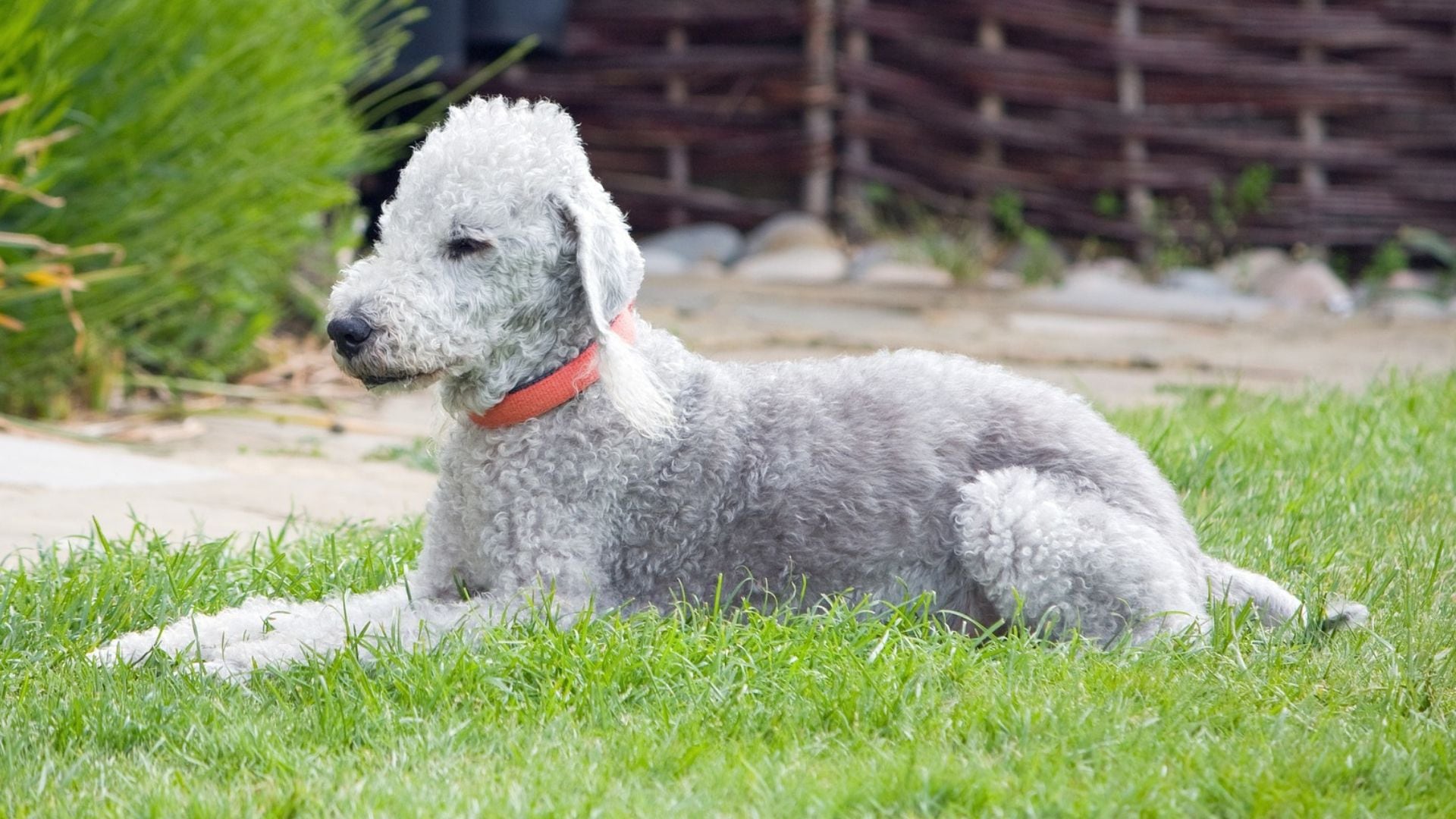 Razas de perros: características y necesidades del Bedlington Terrier (Pixabay)