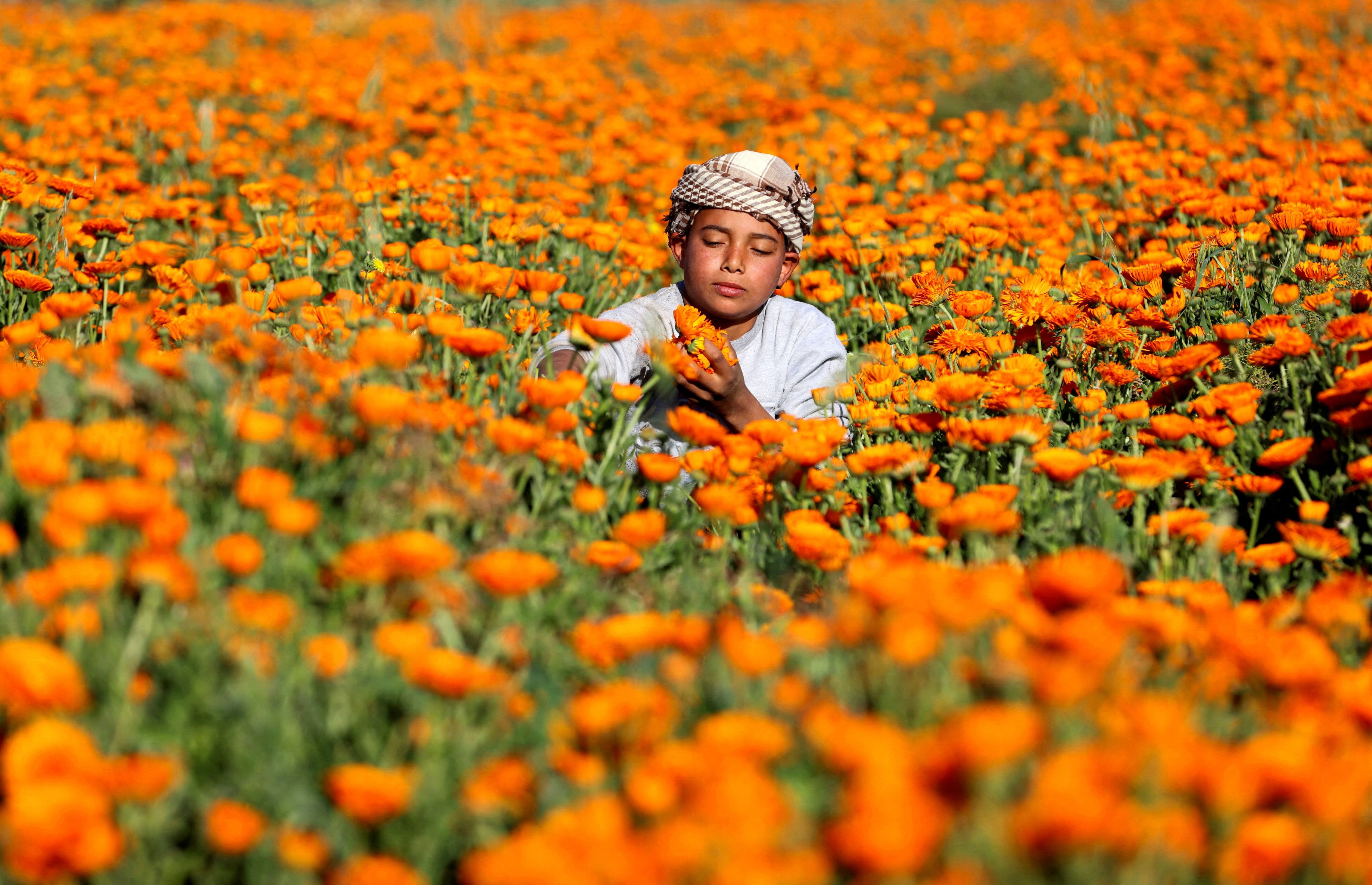 Esta planta medicinal tiene una larga lista de usos (REUTERS/Mohamed Abd El Ghany/File Photo)