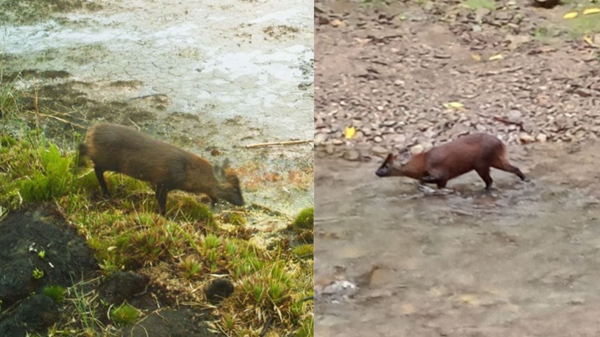 Pudú peruano encontrado luego de 60 años en América