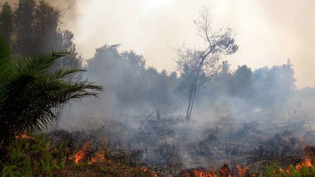 Incendio forestal en Ucayali