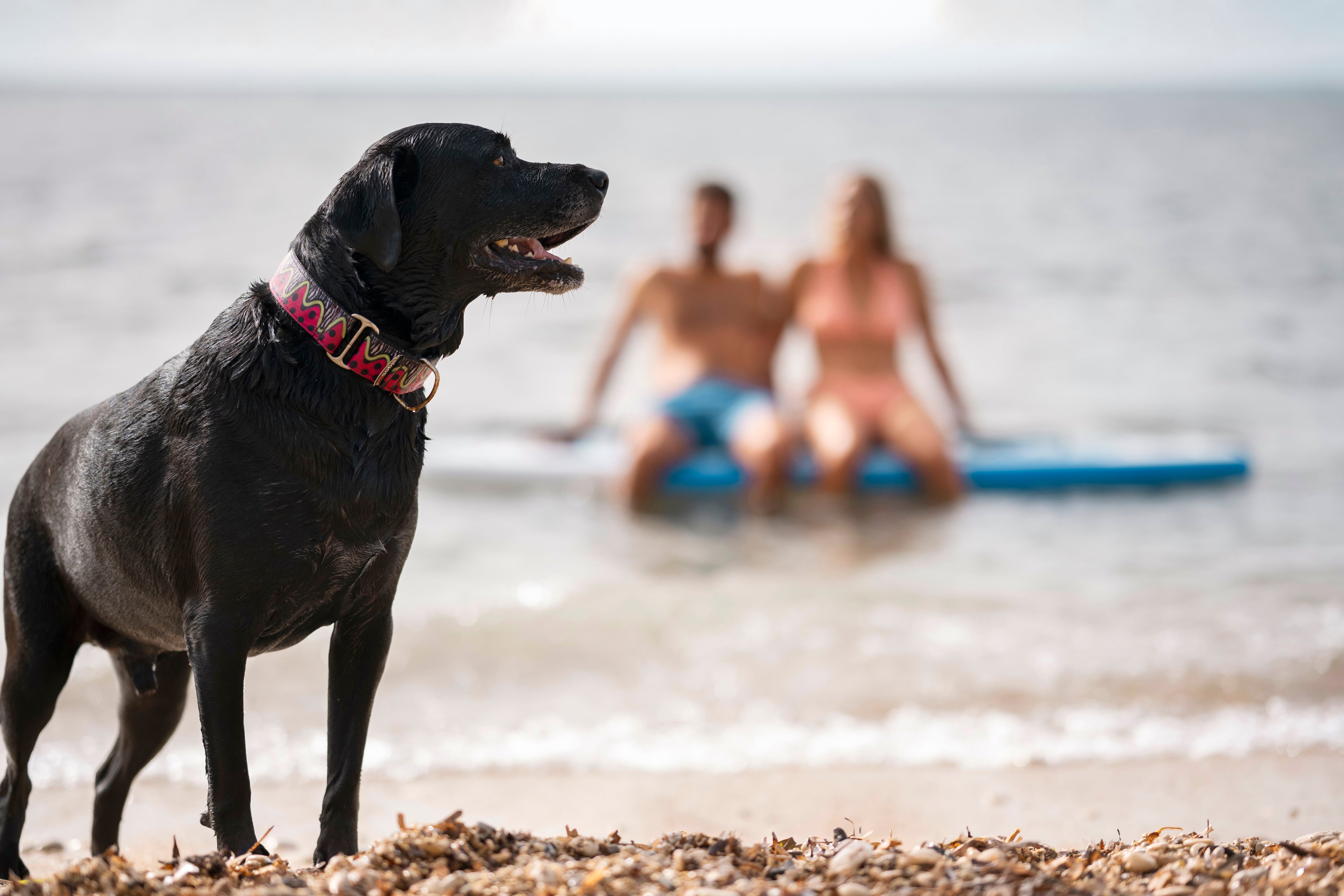 Perro en la playa (Freepik)