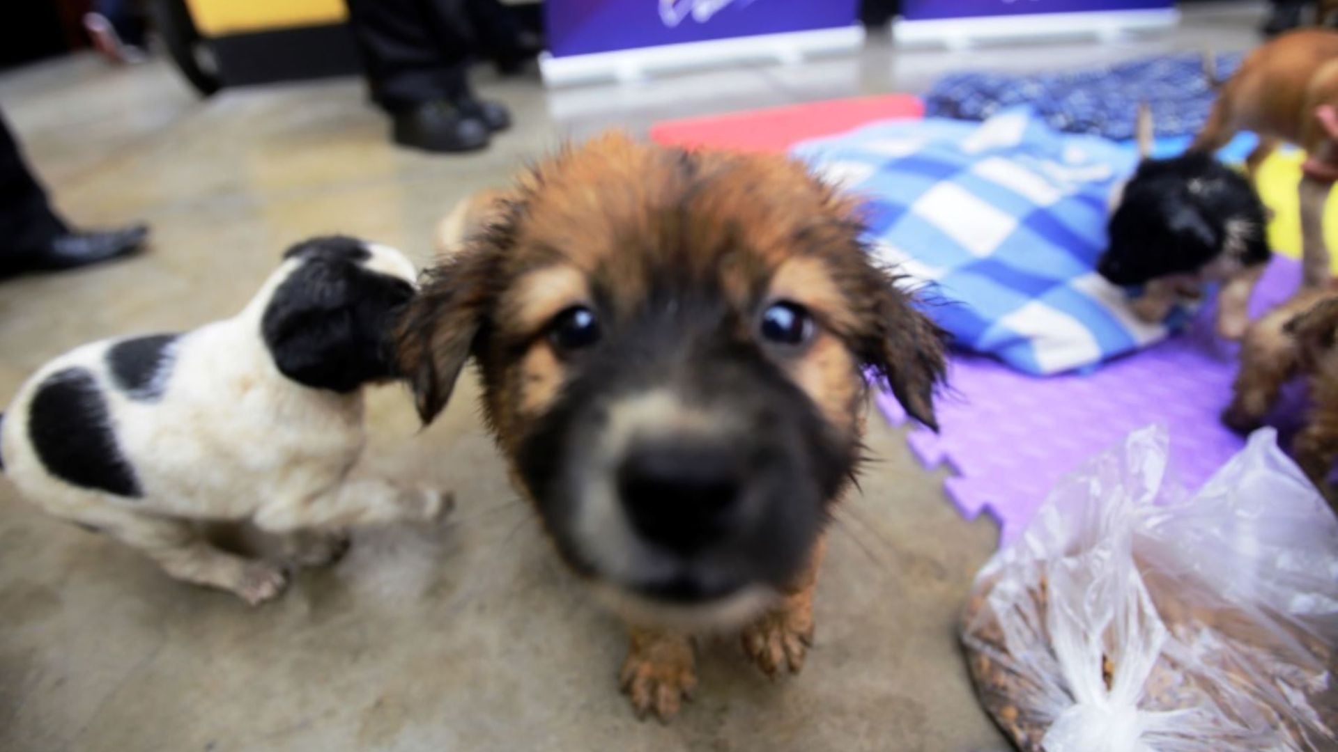 Para perros y gatos: Ganador de los 4 millones de soles en la Tinka utilizará premio para abrir un albergue. (Foto: Andina)