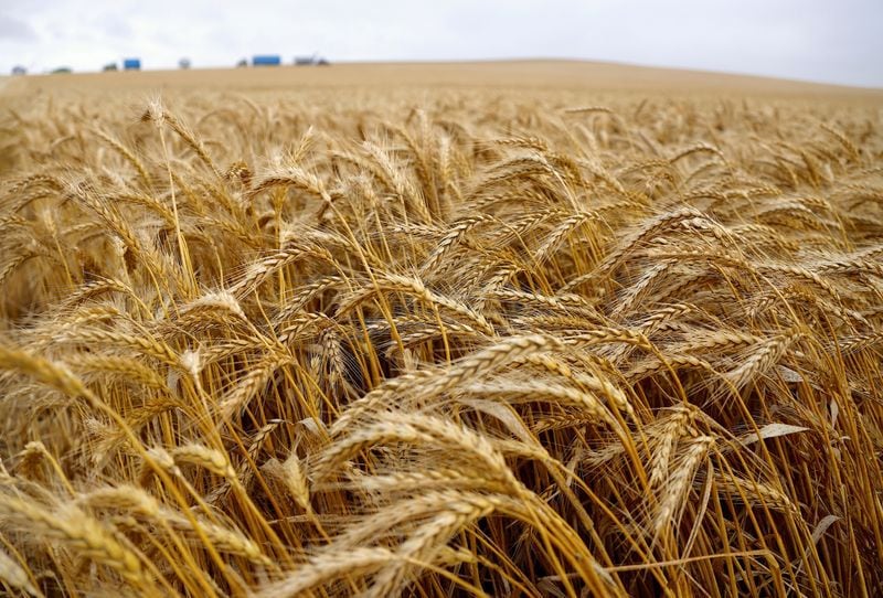 La siembra de trigo en Argentina está demorada  algo más de 10 puntos, por el retraso en la recolección de la gruesa (REUTERS/David Gray/Archivo)