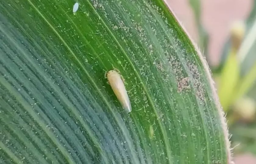 Chicharrita, plaga que afecta al maíz, sobre una hoja verde del cultivo