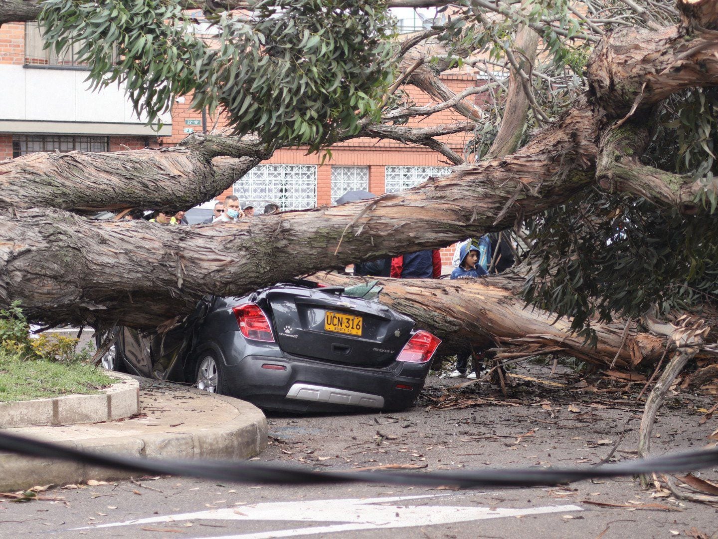 El árbol destruyó por completo un vehículo particular - crédito @nemogadaniel / X