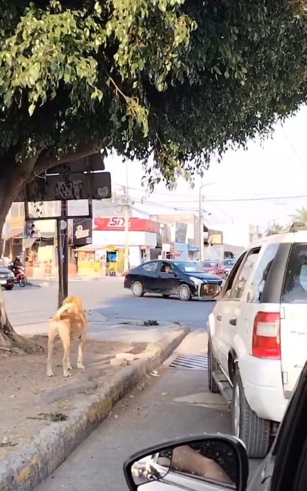 El can llevaba varias calles persiguiendo al vehículo que en ningún momento se detuvo para resguardarlo.