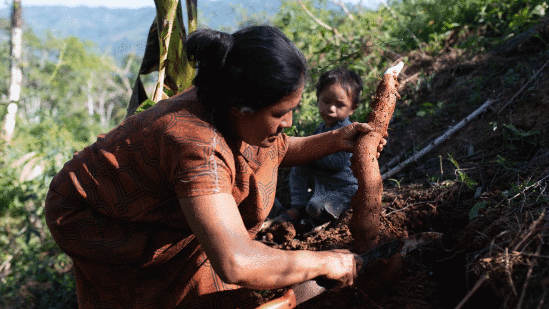 Mujer de comunidad indígena planta yuca.