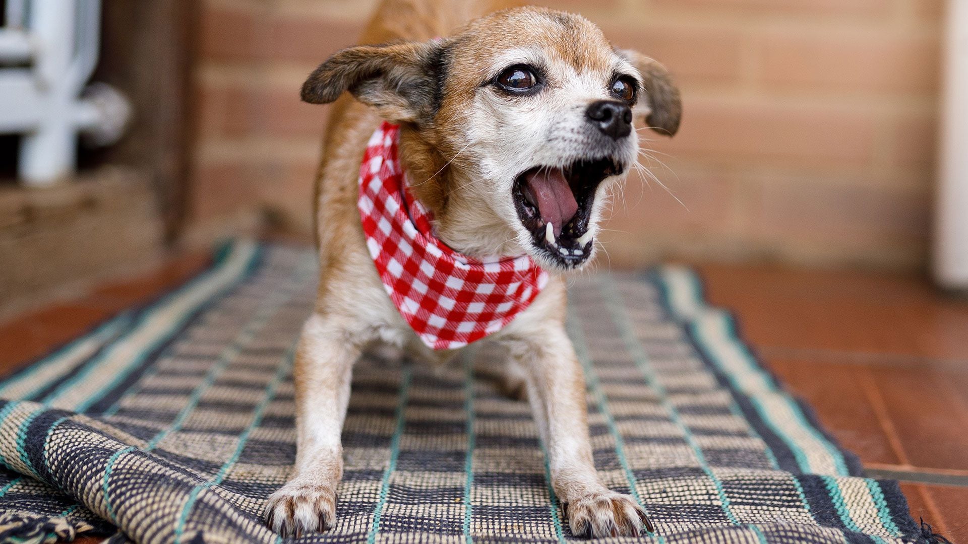 Perro ladrando ladrido