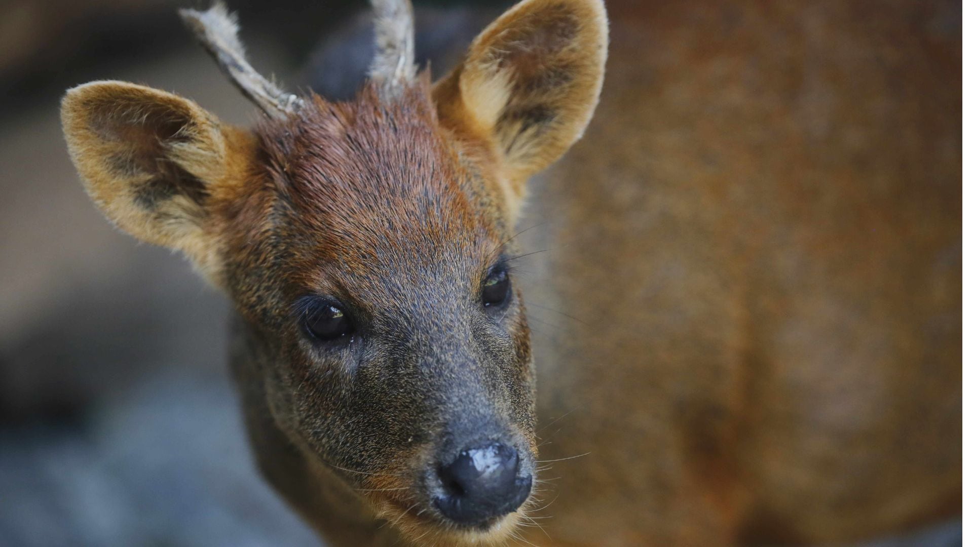 Una nueva especie de pudú fue hallado en cerca a las quebradas sur de Huamcabamba. (Foto: Journal of Mammalogy)