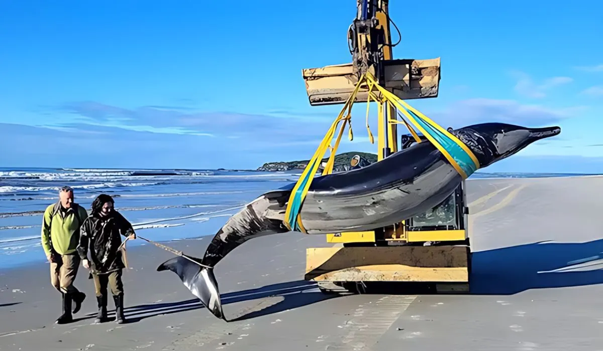 Las ballenas dentadas de pala son una de las especies de grandes mamíferos menos conocidas de la época moderna.