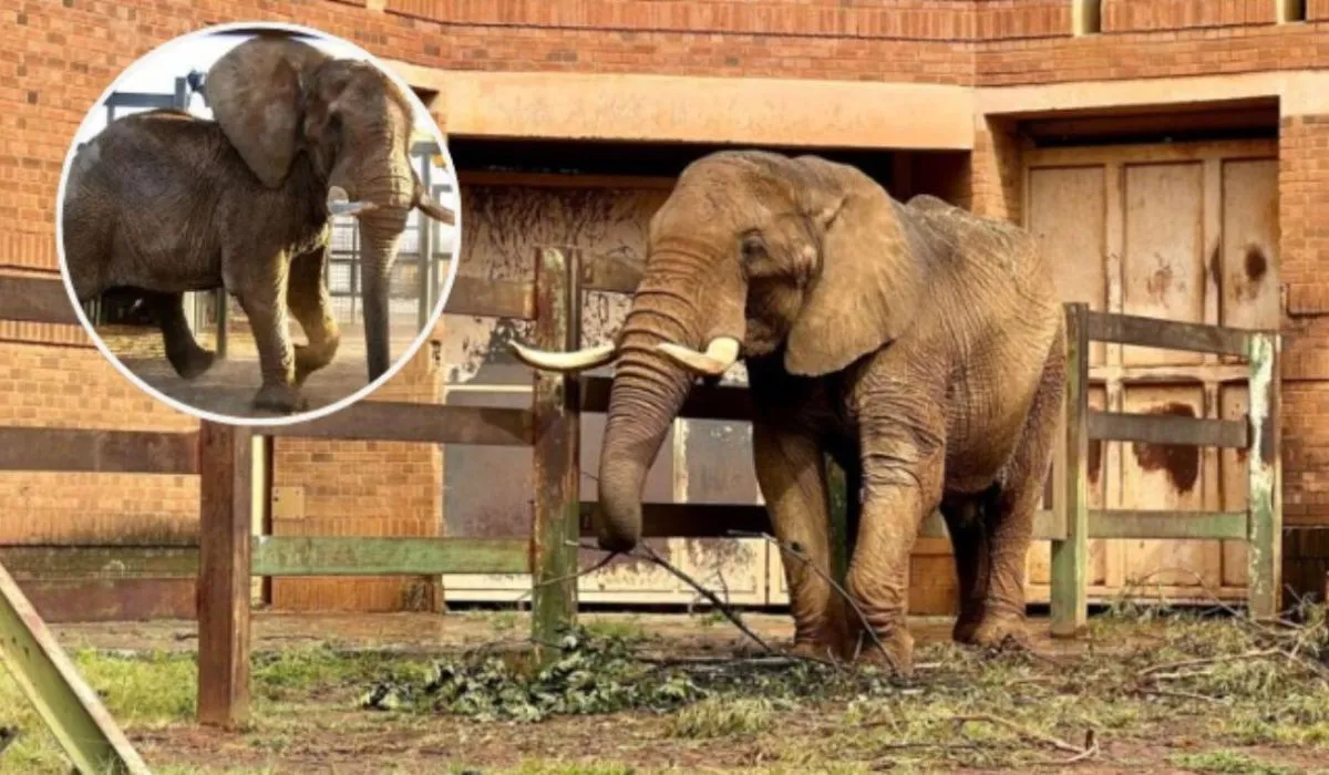 Charlie, el último elefante del zoológico de Sudáfrica, es liberado tras 40 años en cautiverio.