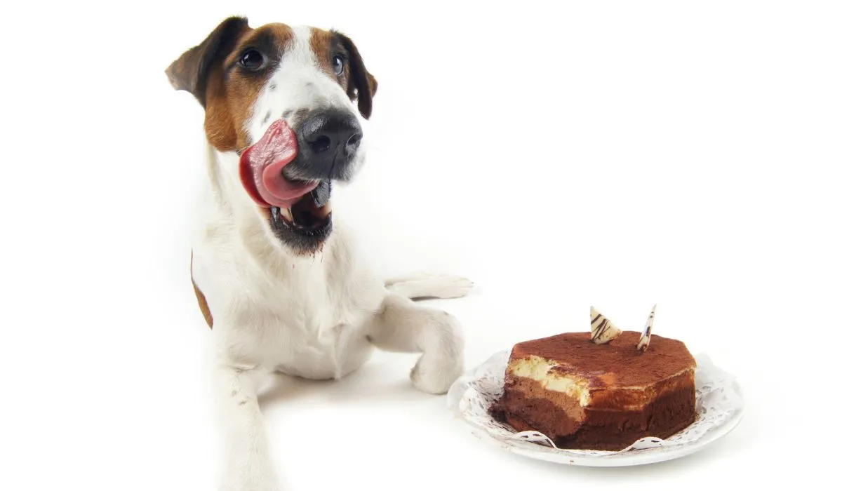 Perrito con un pastel de cumpleaños