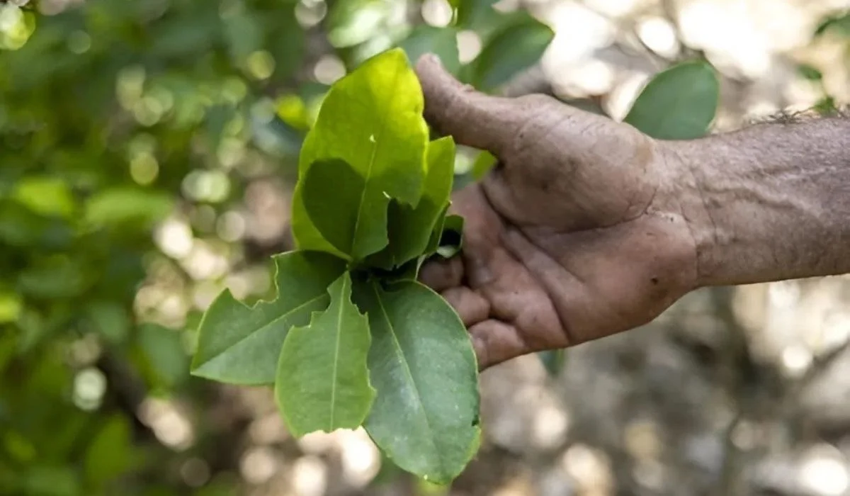 Colombia impulsa la protección ambiental con un acuerdo para sustituir cultivos ilícitos