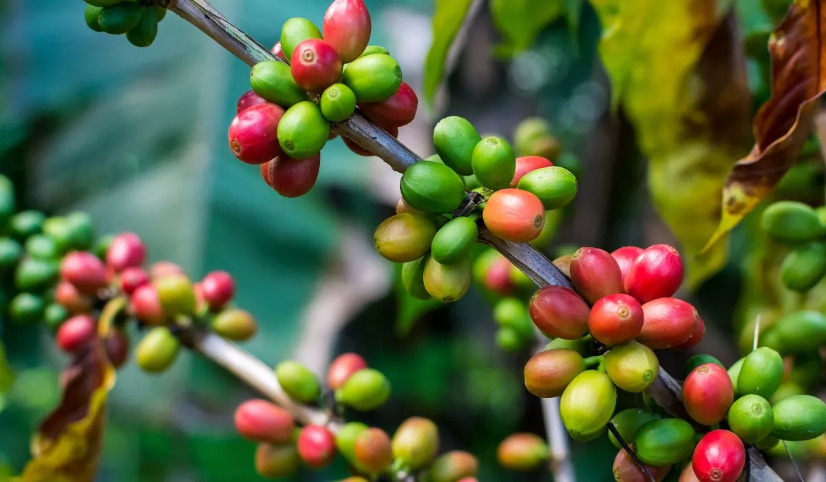 La producción de café en Colombia registró un incremento del 18% durante este año.